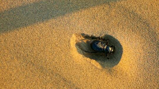 藏在沙子里的甲虫视频素材模板下载