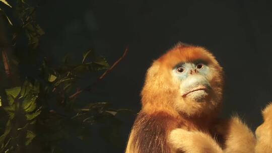 金丝猴狒狒拇指猴动物标本视频素材模板下载