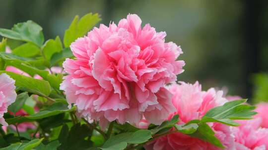 洛阳牡丹文化节王城公园盛开的牡丹花
