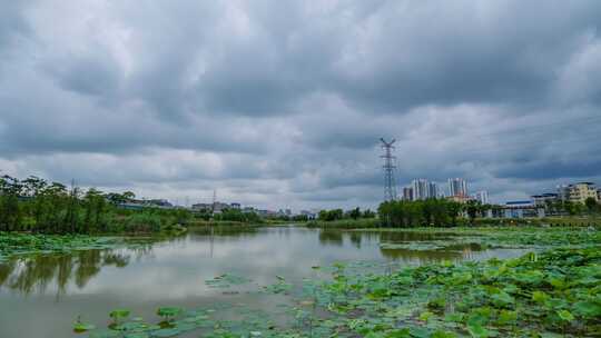 荷花池 荷塘 池塘 湿地公园 延时