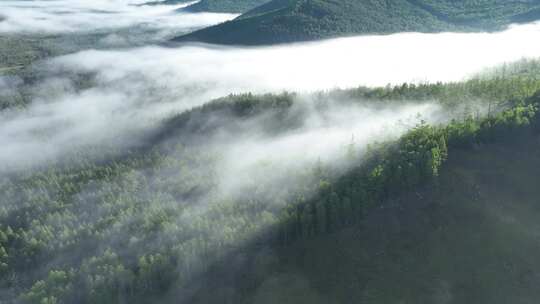 大兴安岭自然风光森林云雾林海晨景