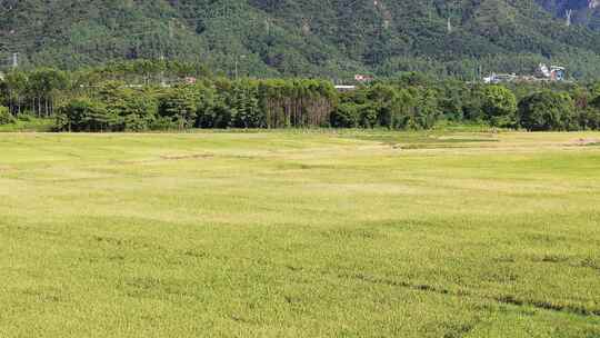 乡村振兴春耕芒种稻田