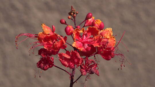 沙漠红花