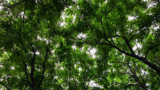 树林雨后火炬树