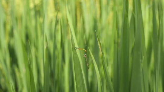 稻田上的蜻蜓