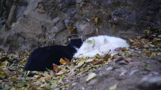 黑猫白猫睡觉视频素材模板下载