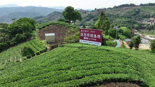 航拍福建宁德福鼎茶山白茶祖地