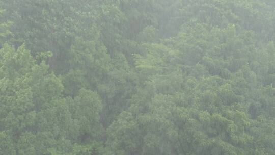 狂风暴雨风吹打树木森林下雨天