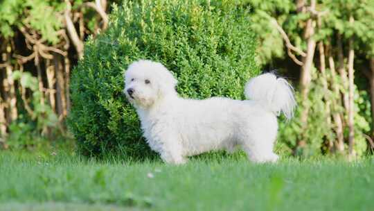 狗，花园，Coton De Tulear