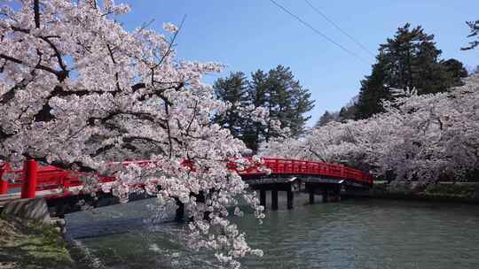 日本春天樱花季治愈开放合集视频素材模板下载