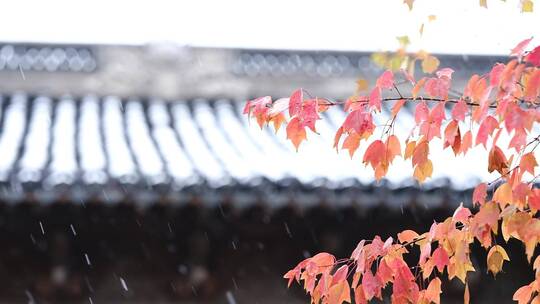 古镇雪景钱塘江盐官浙江