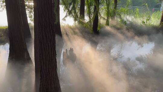 阳光穿透树林云雾缭绕环绕4k
