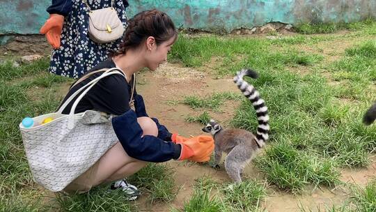 济南野生动物世界，环尾狐猴视频素材模板下载