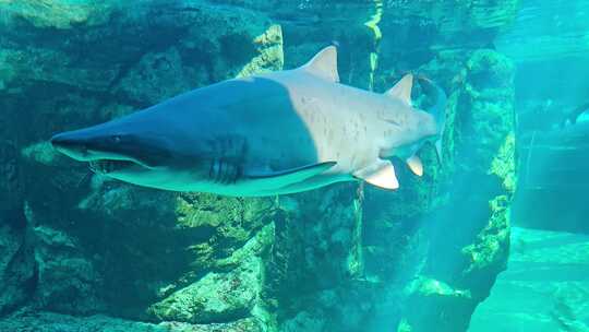 海底世界水族馆里的鲨鱼