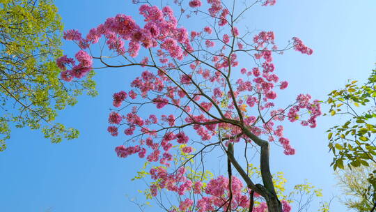 春天春暖花开仰视紫花风铃木满树红花