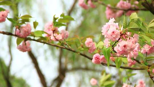 春分时节盛开的日本晚樱花实拍