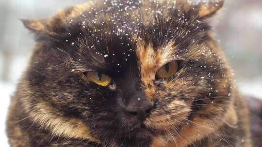 头发上有雪的愤怒的野猫