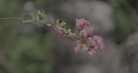 云南芒市勐巴娜西珍奇园热带植被