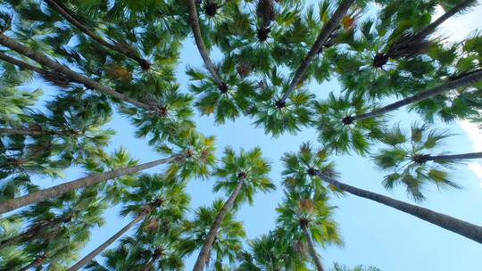 唯美夏天阳光高大的棕榈树林视频素材模板下载