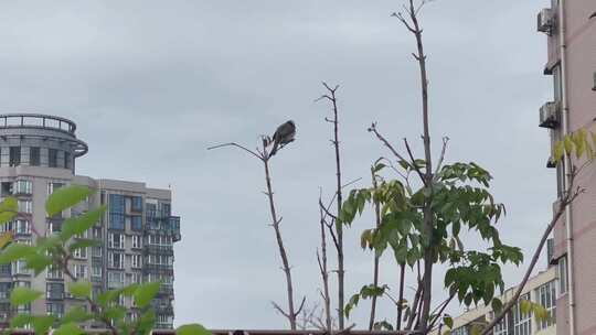 城市居民建筑绿植鸟