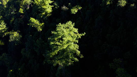 清晨光影下的松树