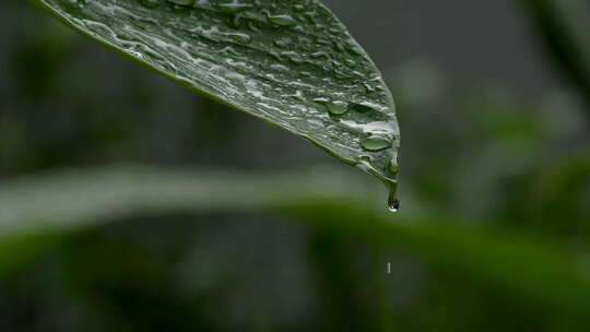 雨水水滴从绿叶上落下