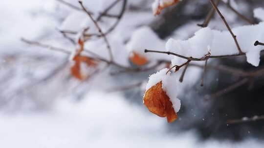 冰雪 枯叶