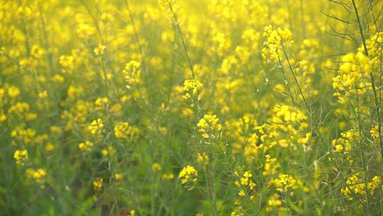 油菜花特写油菜花田蜜蜂花朵采蜜