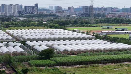 现代化农业大棚基地