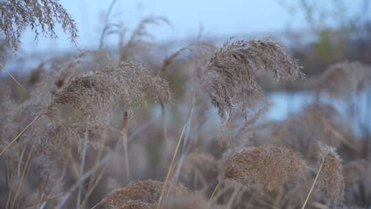 芦苇 芦苇荡 水面