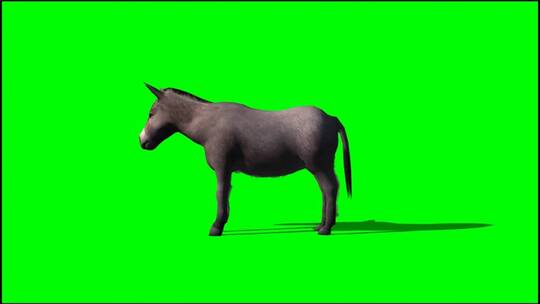 绿幕-动物-驴扭头
