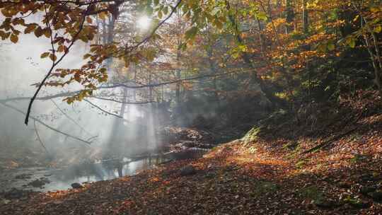 秋天森林里的晨雾。秋天森林里的河。秋天的