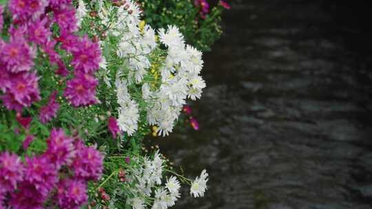 丽江古城溪水边的花朵