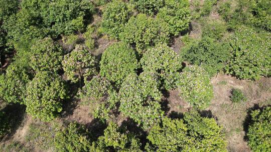 农业种植茶树茶籽园航拍