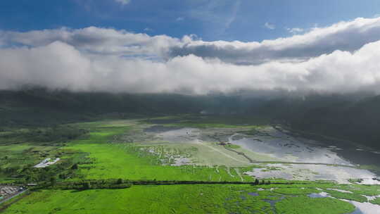云雾下的绿色湿地沼泽