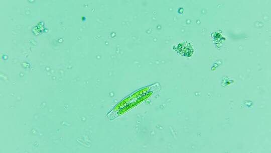 科研素材 移动的硅藻