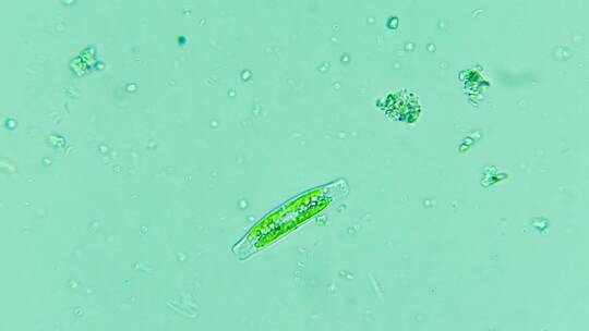 科研素材 移动的硅藻视频素材模板下载