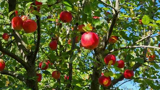 苹果树 苹果果园