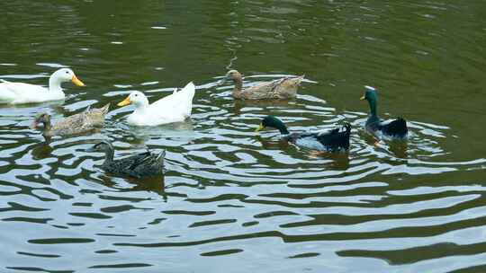 一群鸭子在水面上游动视频素材模板下载