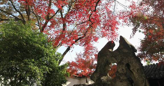 秋天园林阳光红枫红叶美景