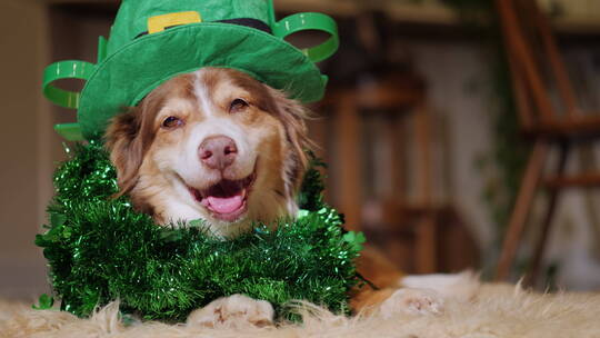 戴着绿色帽子和装饰花环的小狗躺在地毯上