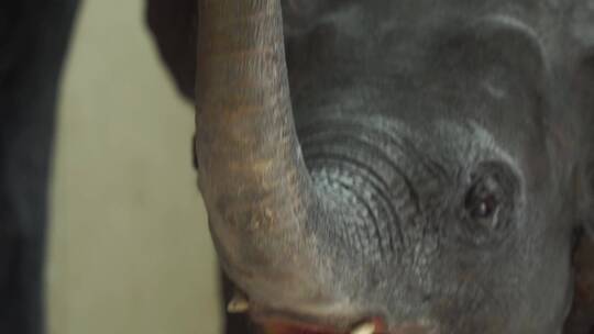 大象小象非洲象动物标本