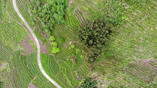 航拍福建宁德福鼎高山茶园