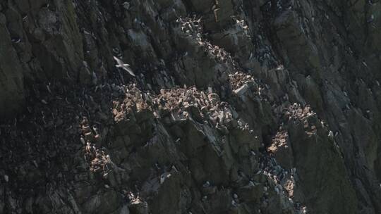 长焦拍摄大西洋海雀在飞翔视频素材模板下载