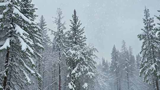 冬季冬天大雪纷飞雪景森林寒冷白雪皑