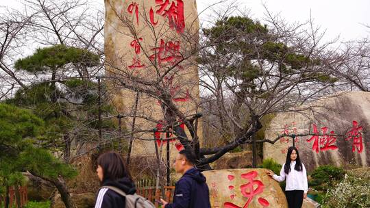 武汉东湖樱花园里的游客（早樱时期）视频素材模板下载