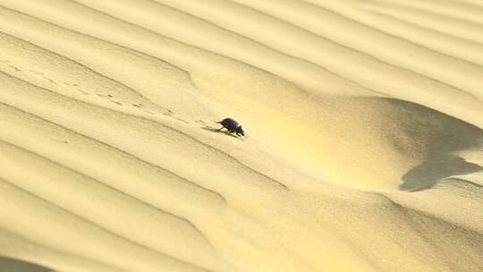 走在沙漠沙地上的甲虫