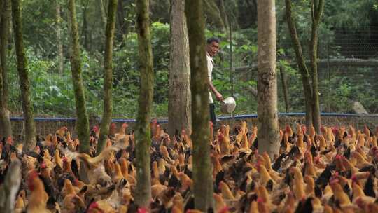 农业养殖鸡林下鸡东安鸡喂鸡视频素材模板下载