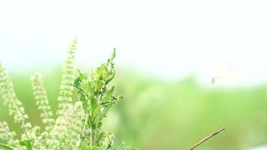 地拍武汉雨后草地蝴蝶