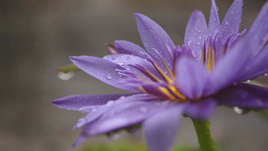 雨中的花朵带有露珠